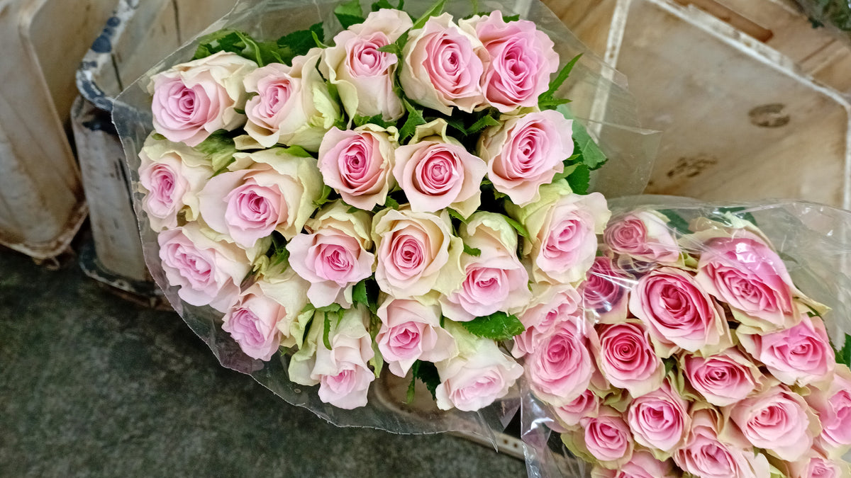 Violet Rose