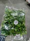Coriander herb