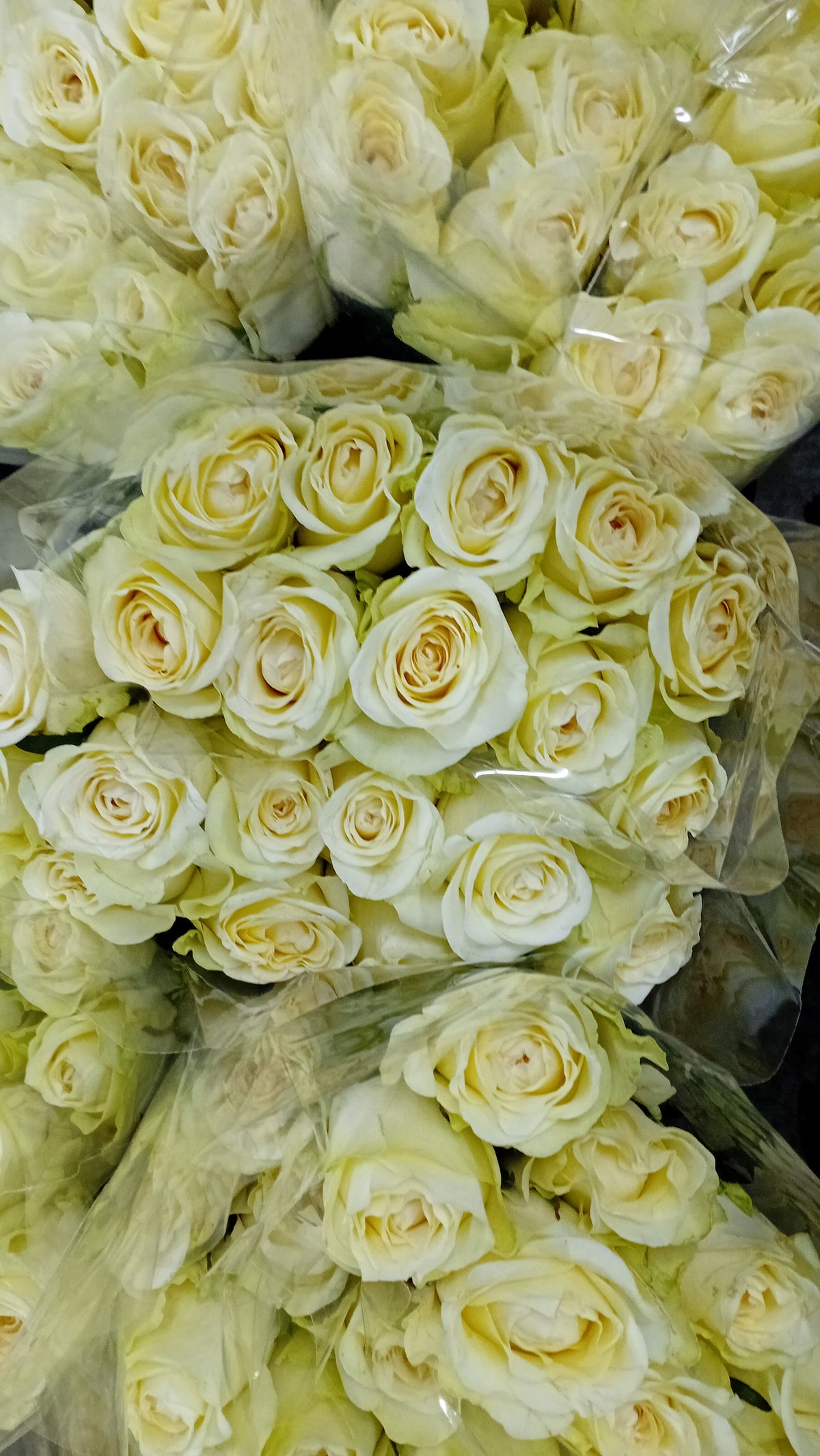 White in gold rose