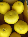 Pomelo