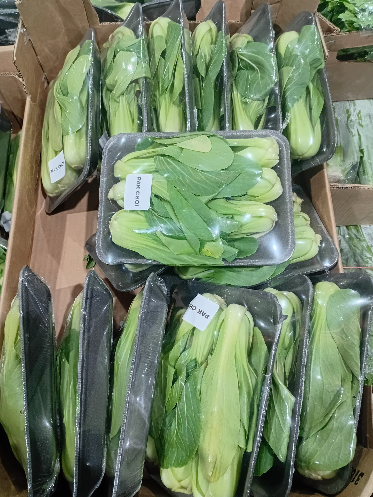Pak choi