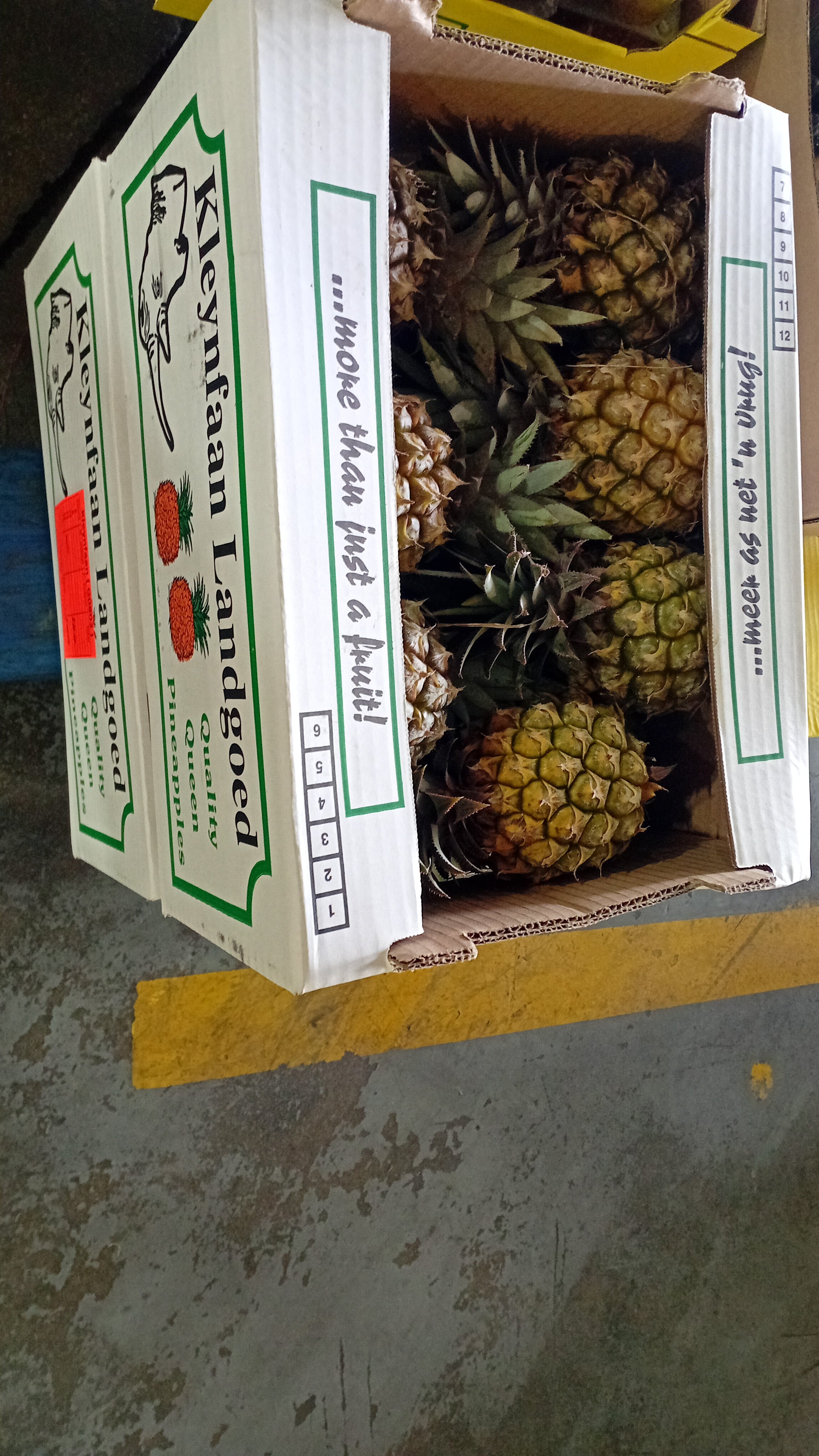 Pineapple