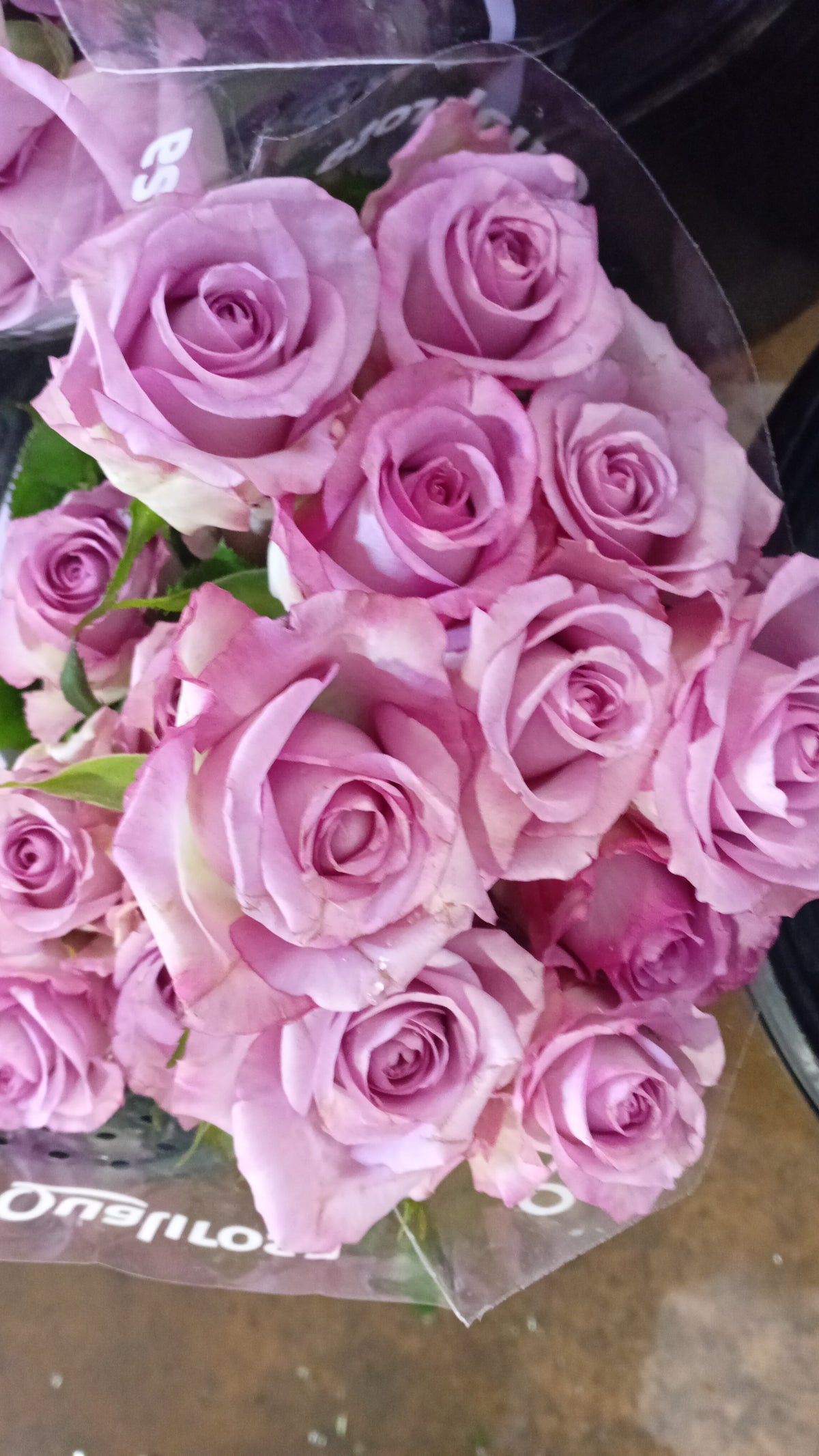 Violet Rose
