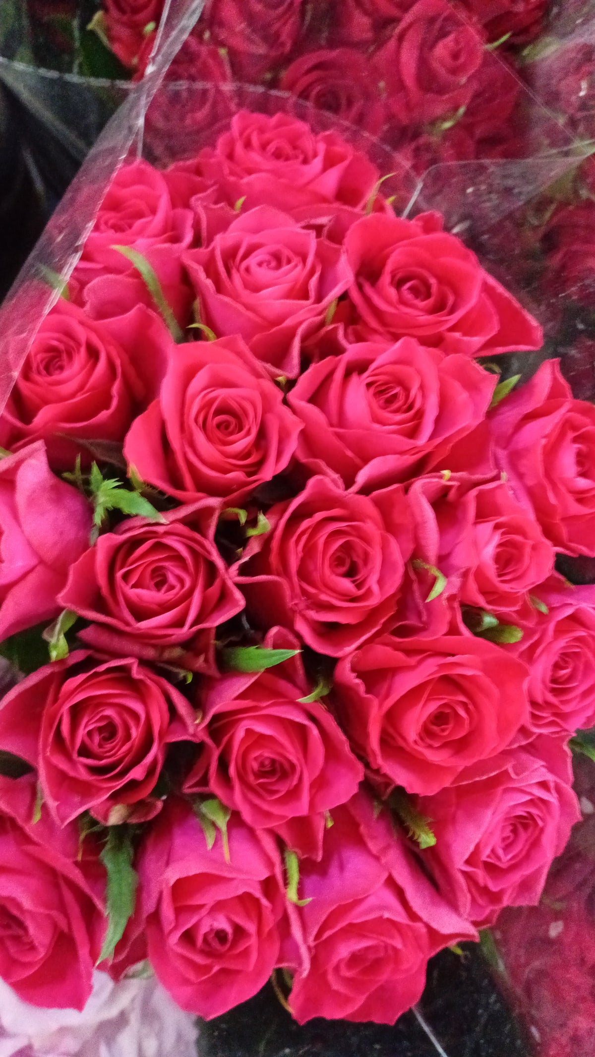 Pink roses