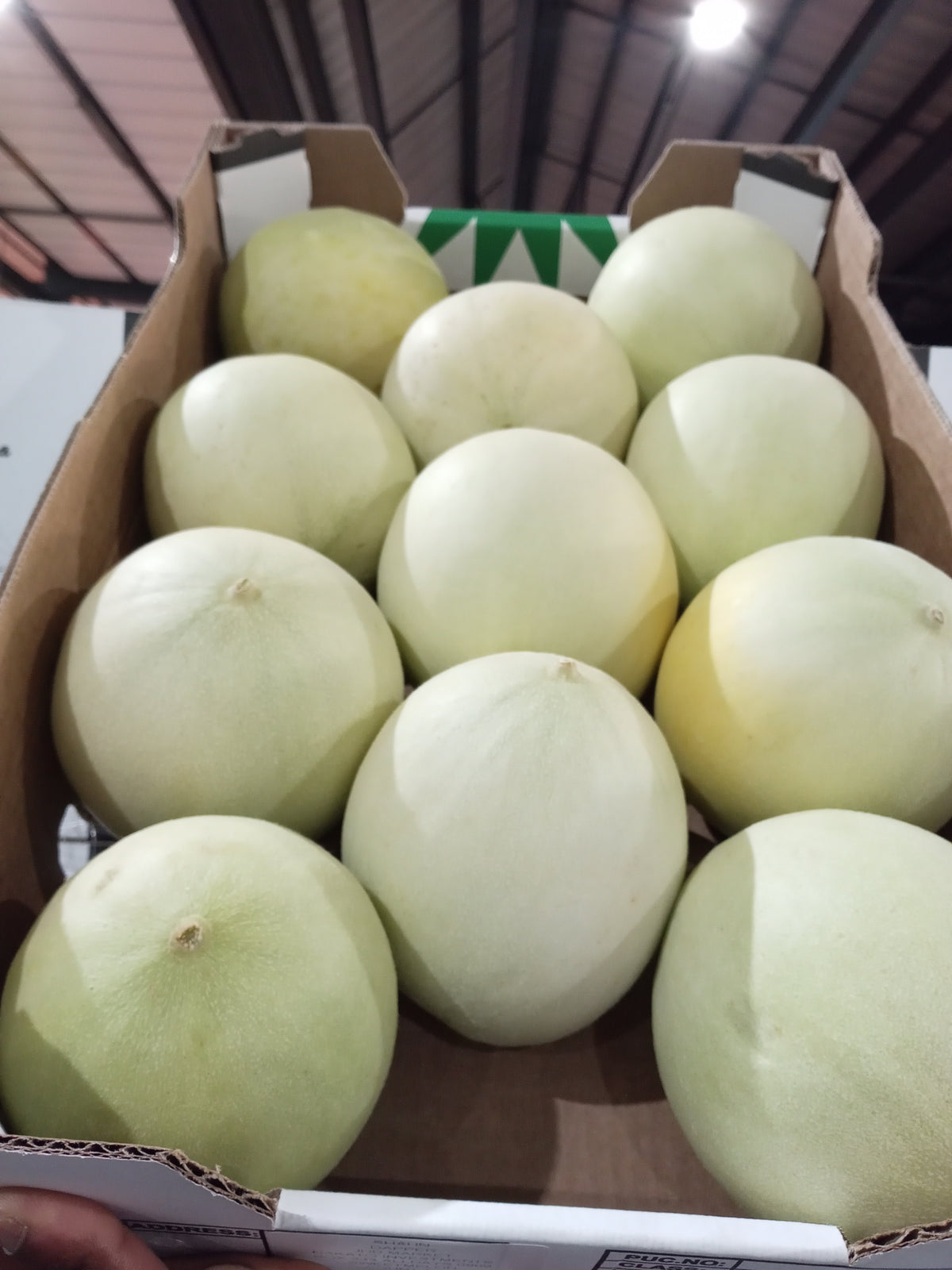 Sweet melon