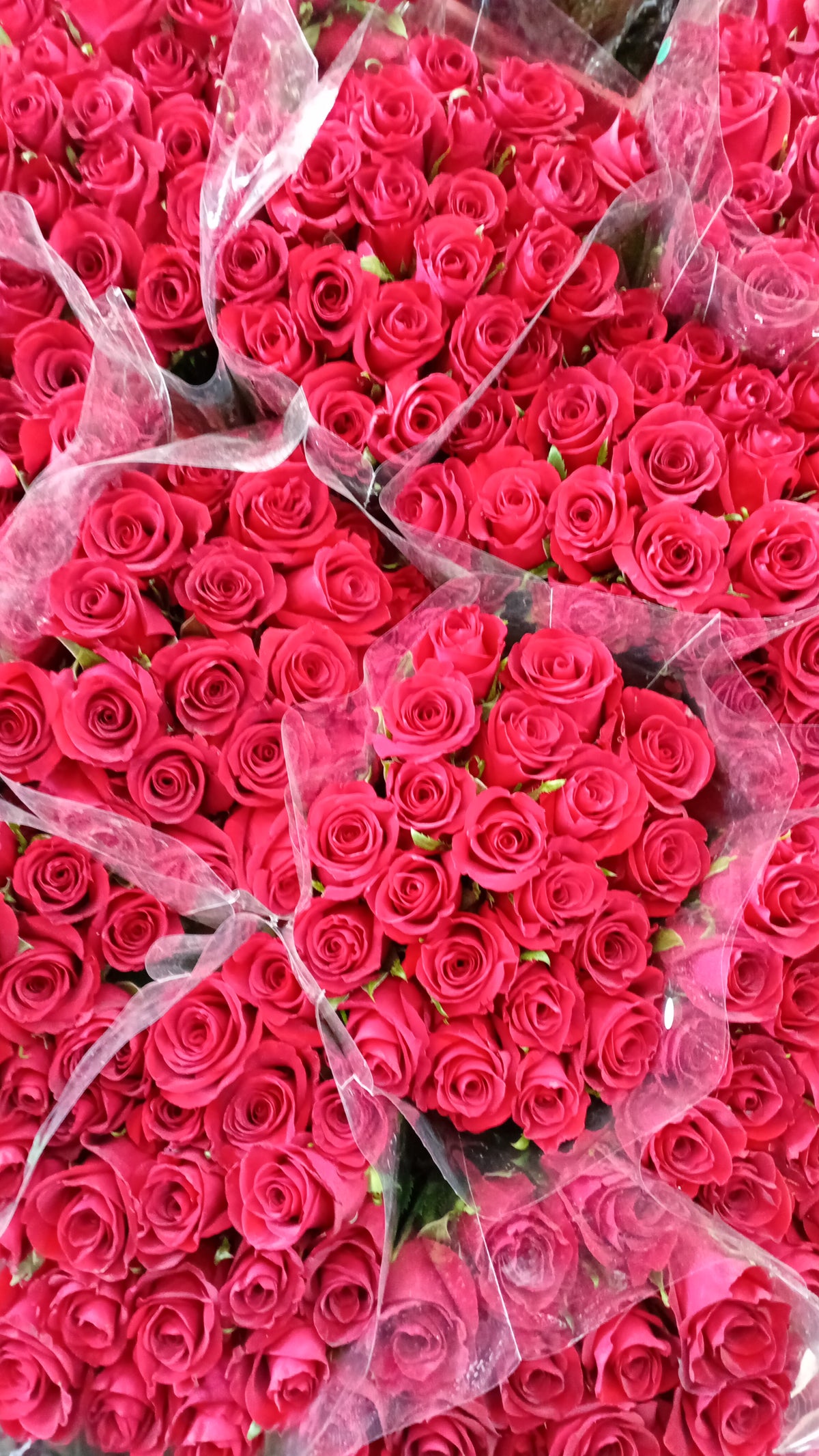 Pink roses