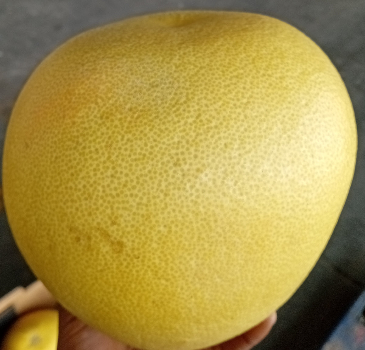 Pomelo