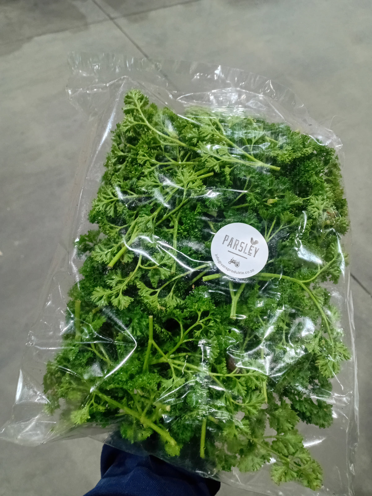 Parsley herb
