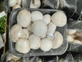Mushroom white