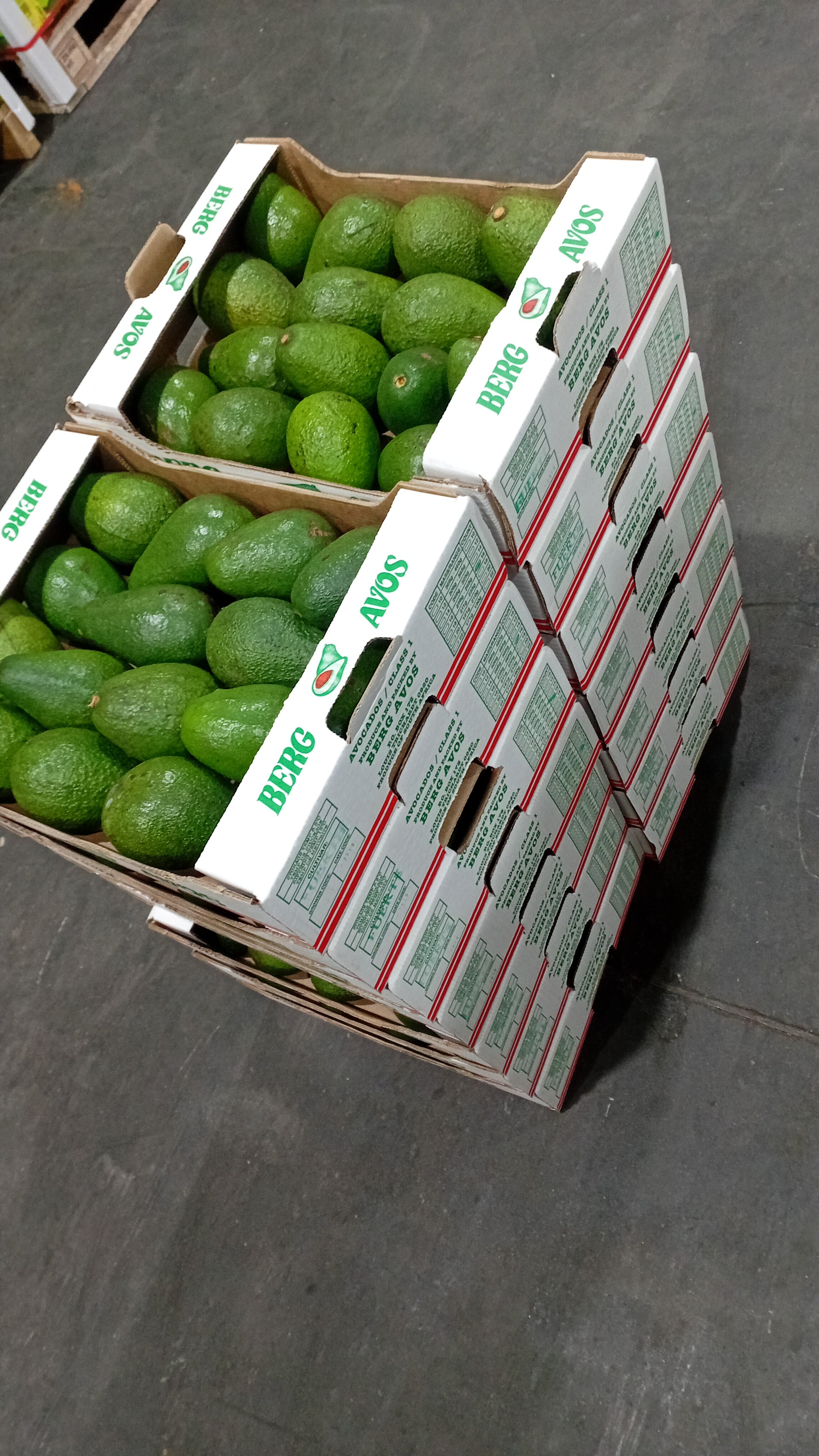 Avocado