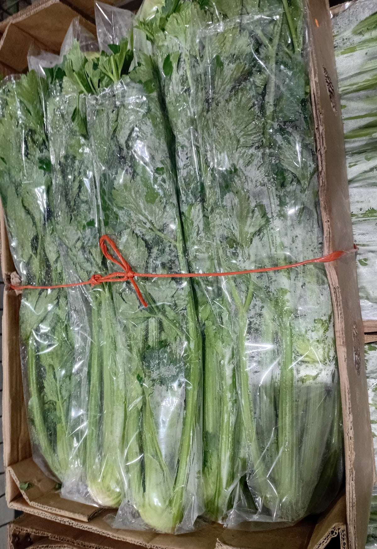 Table celery