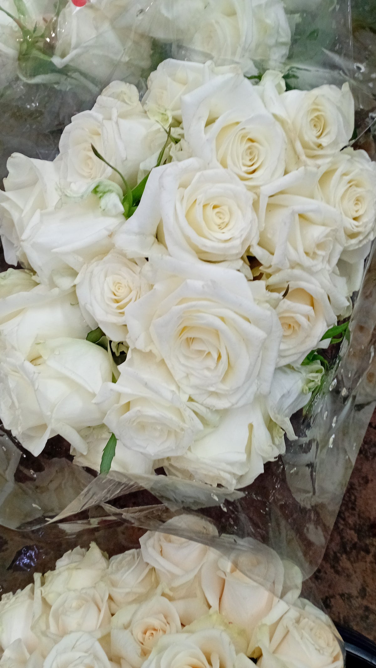 White Roses